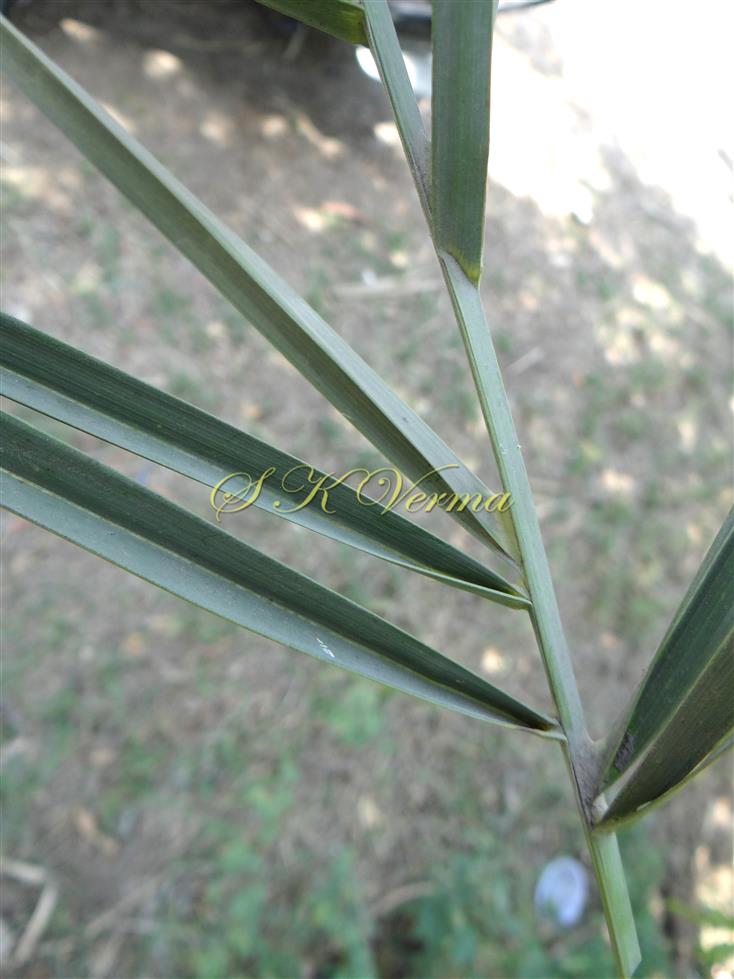  Base of leaflets
